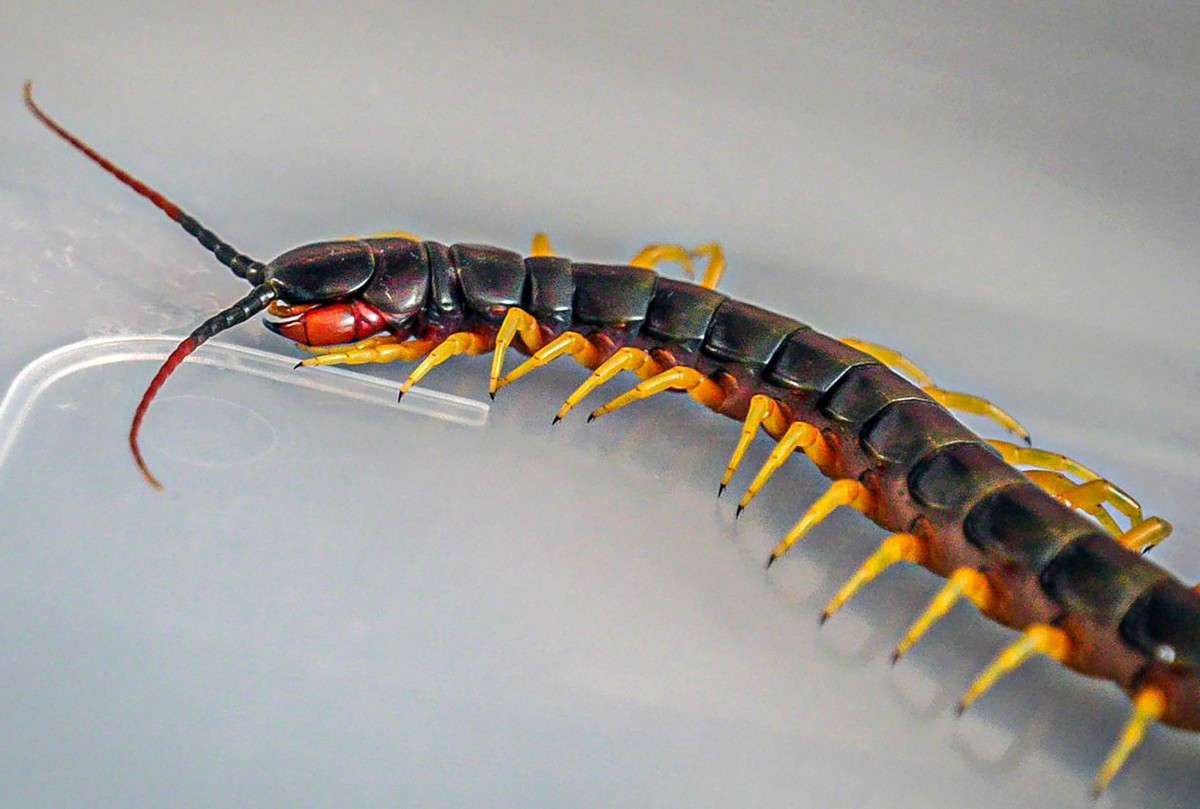 البيرو تصادر حشرات نادرة خلال محاولة تهريبها إلى هونغ كونغ